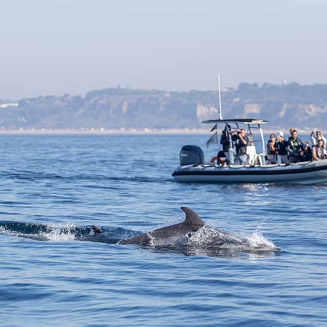 Dolphin Watching Lisbon Boat Tour