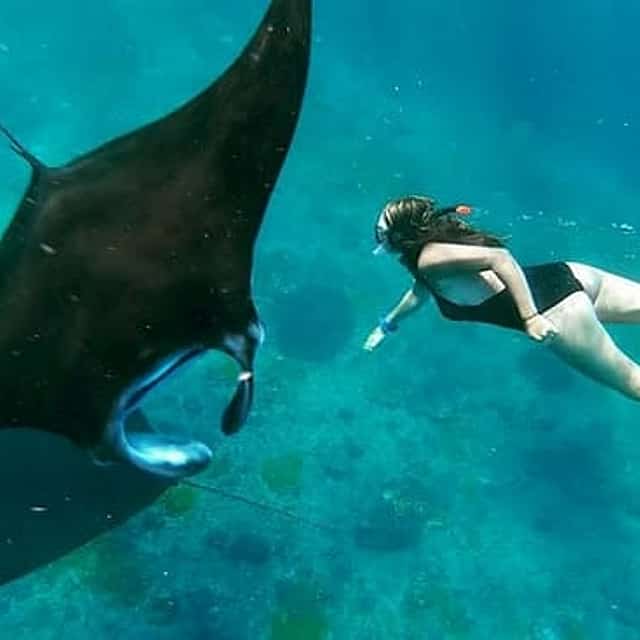Bali Marine: Swim with Manta Rays in Nusa Penida