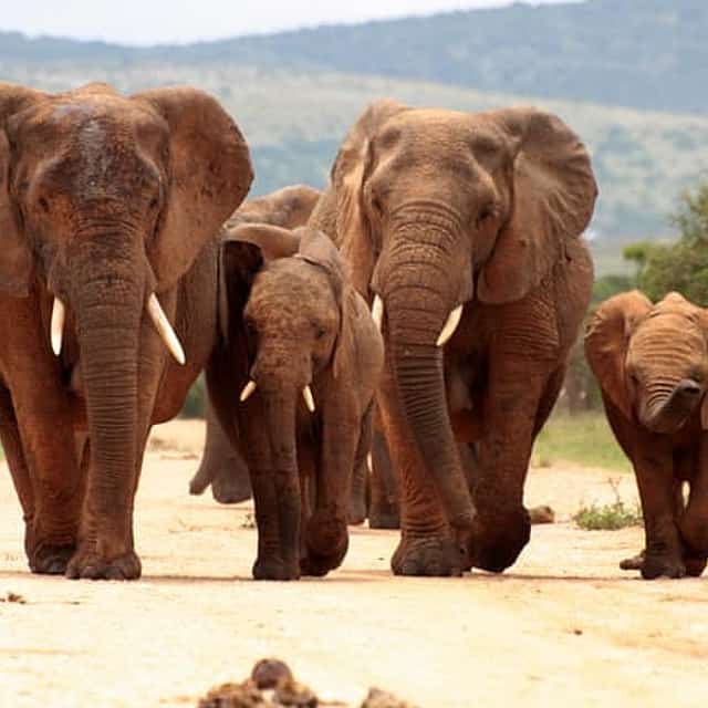 Pilanesberg National Park Safari in Open Vehicle from Johannesburg