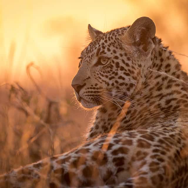 Half-day Afternoon Safari at Aquila Game Reserve