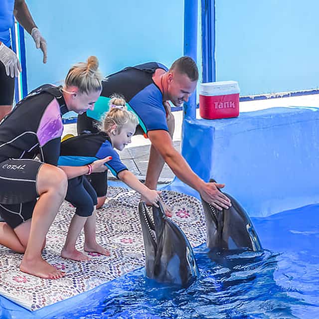 Shore Excursions: Dolphin Show, Photo session and Semi Submarine