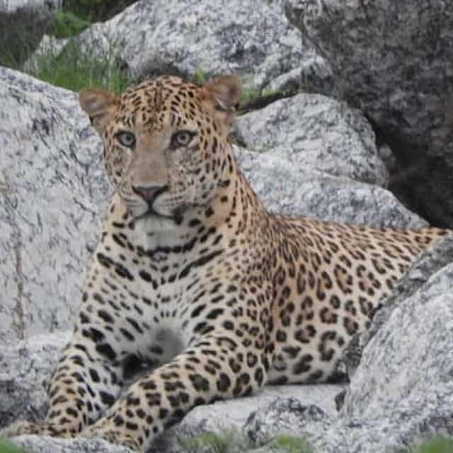 Jawai Leopard Safari & Ranakpur: Private Jodhpur Round Trip
