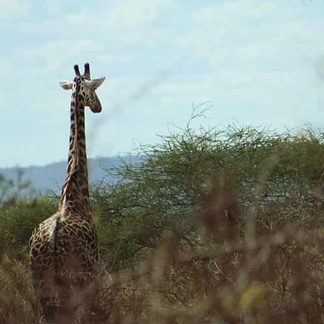 3-Day Tsavo West Train Tour from Mombasa