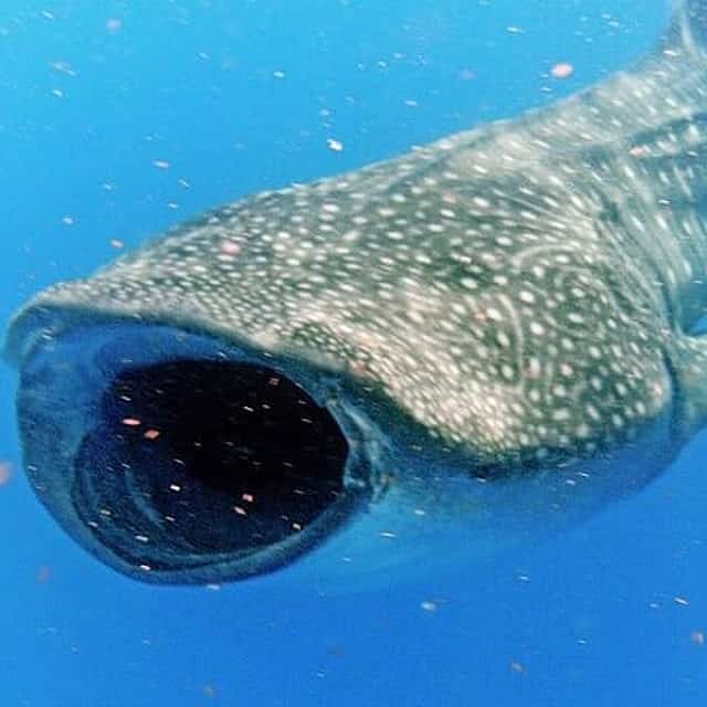 Adventure and Snorkel with the Whale Shark from Puerto Morelos