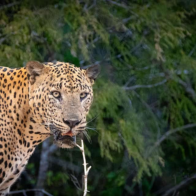 Full Day Safari in Yala National Park