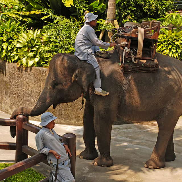 Bali Elephant Safari Park Tour