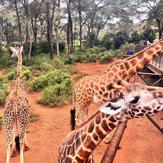 Giraffe Centre, Kazuri Beads Maasai Collection Shopping Excursion