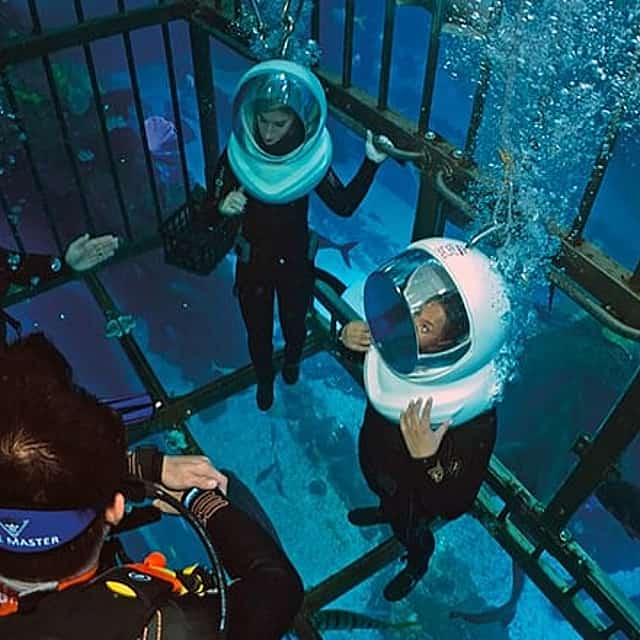 Shark Encounter