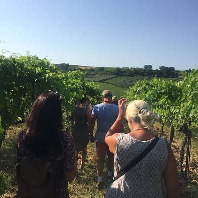Visit the winery, stroll through the vineyards, taste the Cantine Mucci Wine
