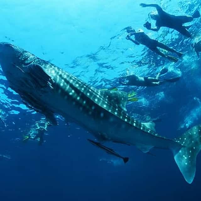 Sea of Cortez Combo: Whale Sharks, Sea Lions & Balandra Beach