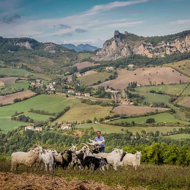 San Leo Cashmere: Farm Experience