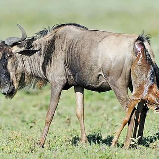 Safari de 5 jours : Grande Migration, Centre du Serengeti et Saison de Mise bas à Ndutu