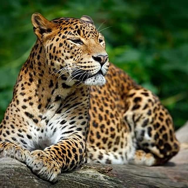 Wilpattu National Park Safari from Negombo