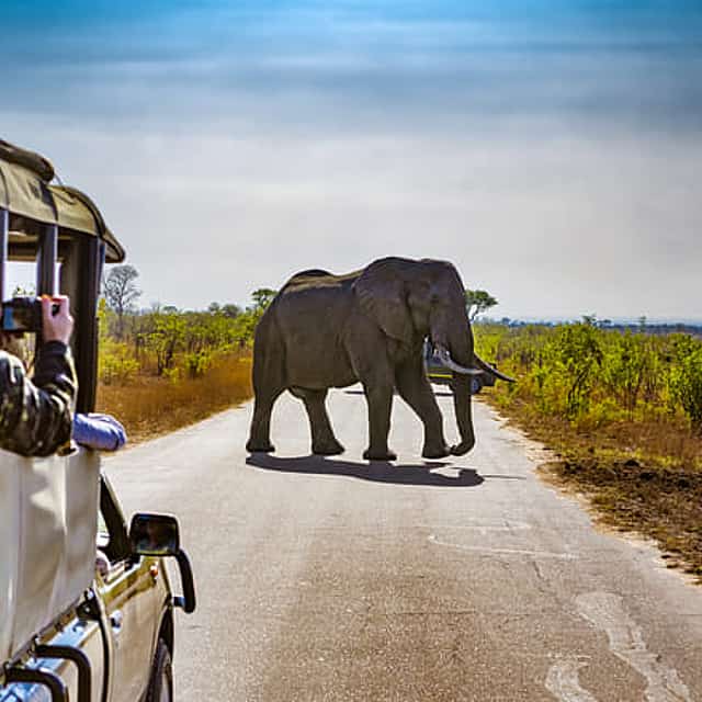 An Unforgettable Safari from Johannesburg to Pilanesberg