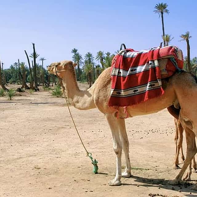 Camel ride in Marrakech Palm Grove