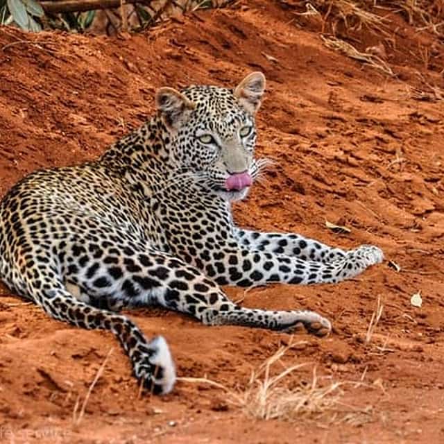 2-Day Mombasa to Tsavo West & Tsavo East Wildlife Safari