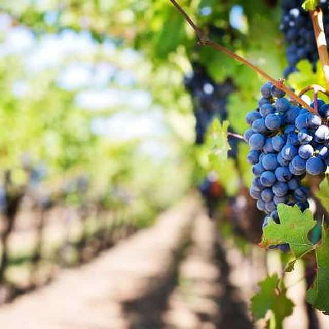 Wein-Tour