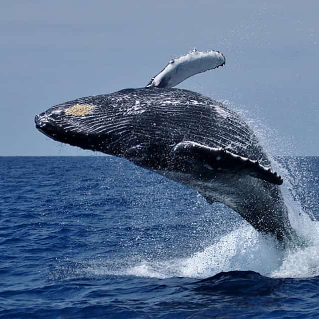 Excursión en barco para el avistamiento de ballenas
