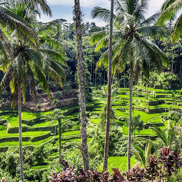 Full-day Bali Private Customized Tour