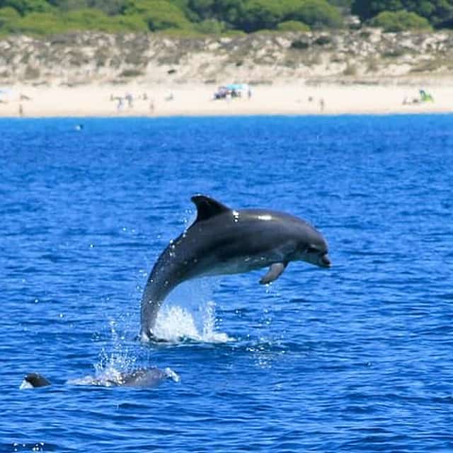 Private Tour Dolphin Watching In The Wild With Arrábida Tour