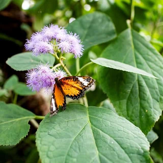 Milano Marittima Butterfly House: independent entrance 