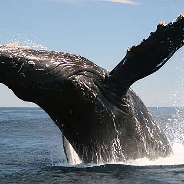 Cabo San Lucas Humpback Whale Watching Tour