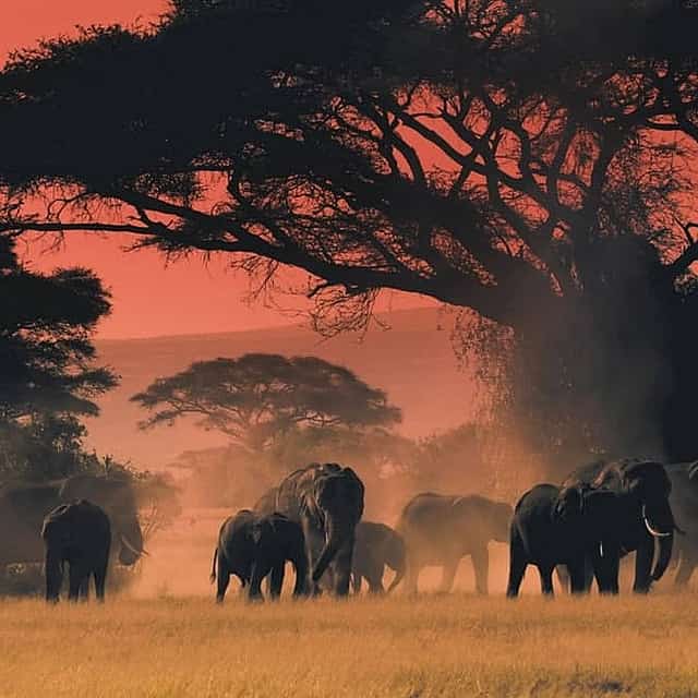 South Luangwa Private Night Safari