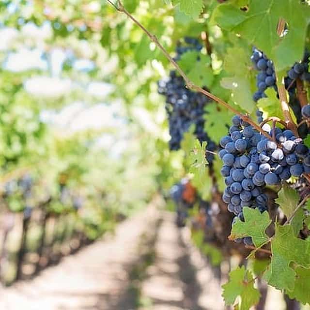 Mount Vesuvius Wine Tour with Lunch from Naples or Sorrento