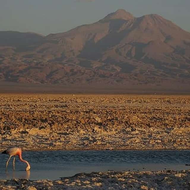 San Pedro de Atacama, Laguna de Chaxa en Toconao - Halve dag