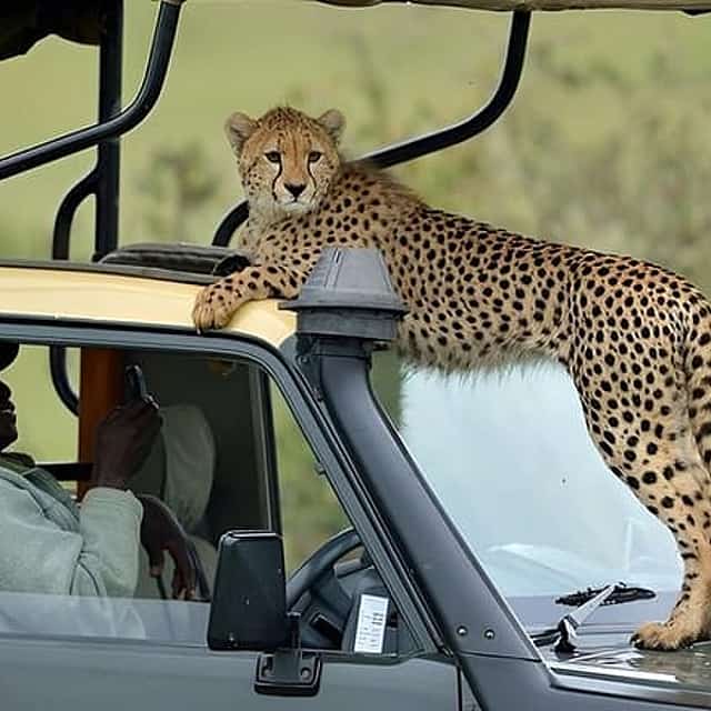 3 Days Masai Mara Private Safari at Sopa Lodge from Nairobi