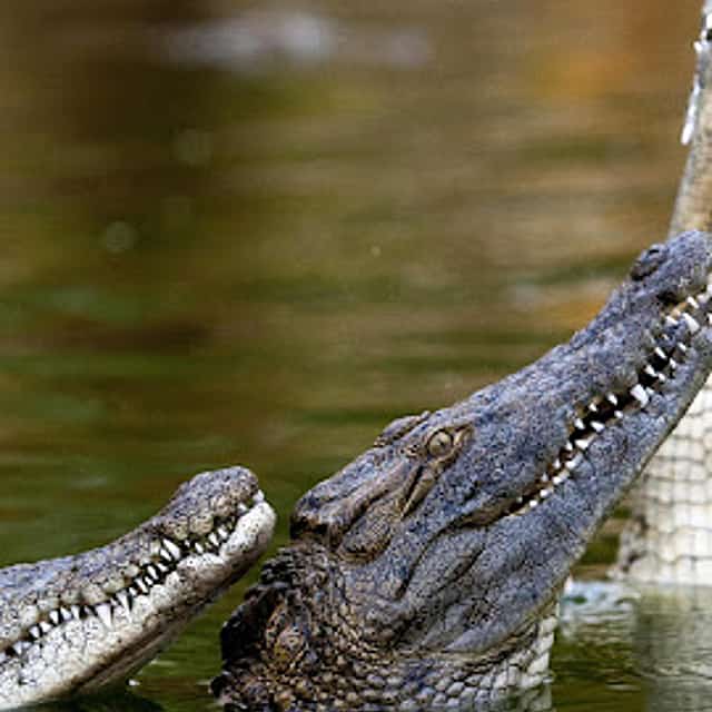 Dubai Crocodile Park Tour and Marina Dhow Dinner Cruise with Private Transfers