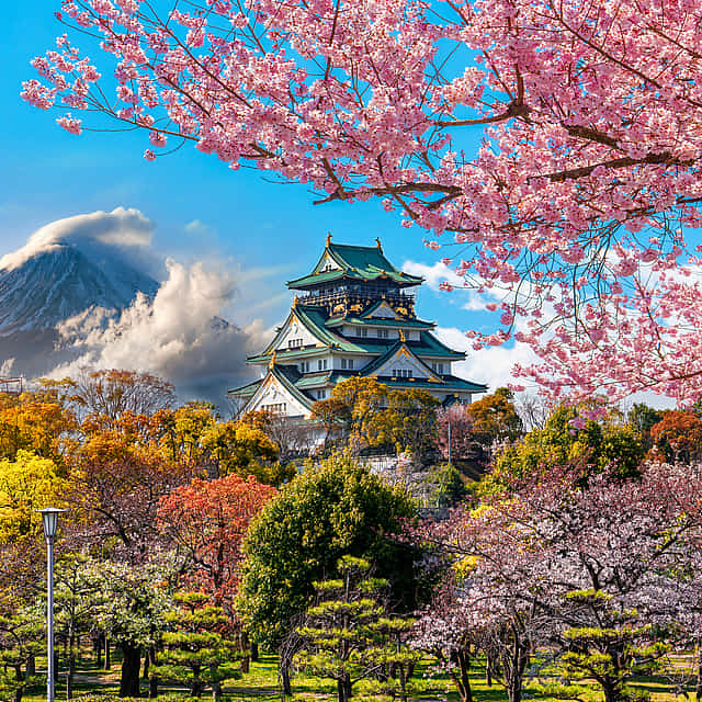 Tour privado de día completo por la ciudad de Osaka
