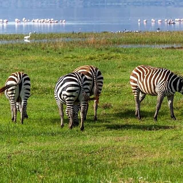 Lake Nakuru Flamingo 4X4 Safari