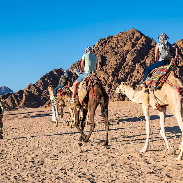 Camel Safari and Quad Bike Ride