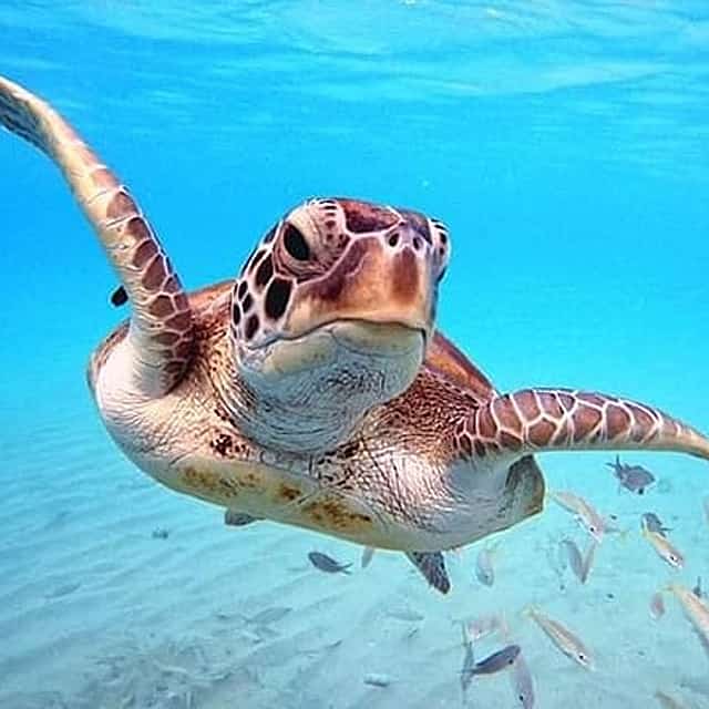 Diving in the crystal clear waters of the Red Sea in Egypt