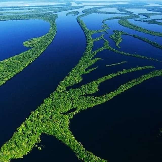 8-Hour Amazonas Jungle Treck & Anavilhanas Archipelago