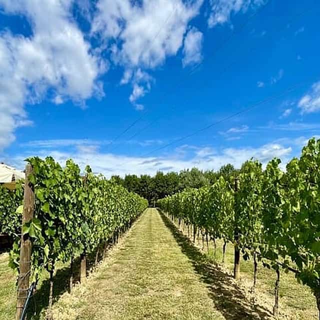 From Florence: Classic Chianti Villages, San Gimignano and Wine Roads by Minivan