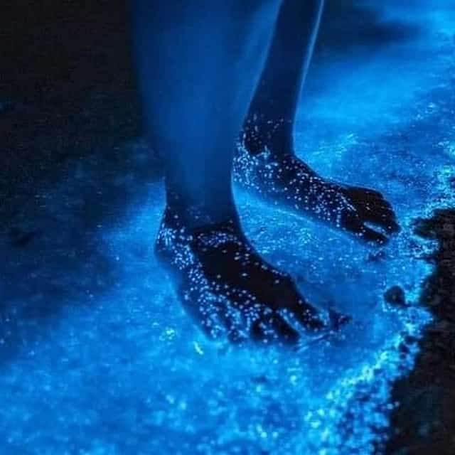 Bioluminescence Tour in Punta Cocos Holbox