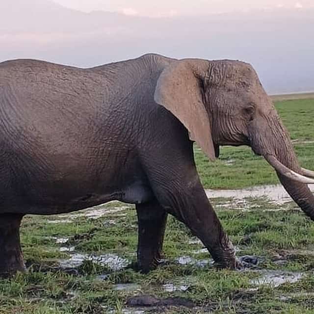 Two days Maasai Mara guided tour