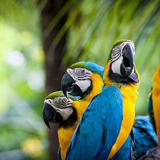 3-Day Tambopata National Reserve Tour