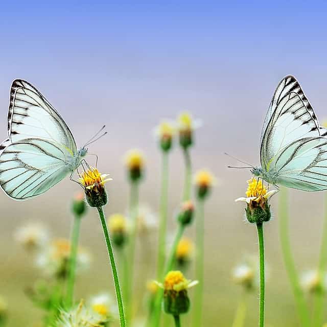 Dubai Butterfly Garden Entrance Tickets