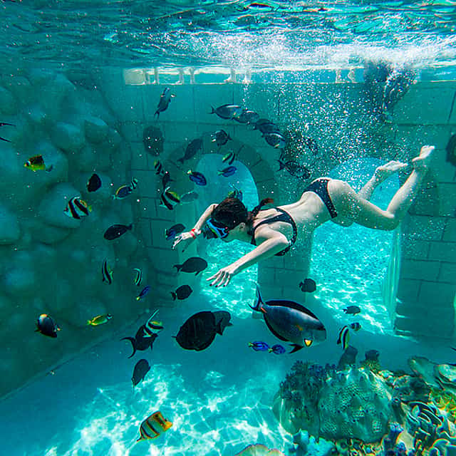 Seapark: Swimming in Pool Aquarium with Authentic Creatures