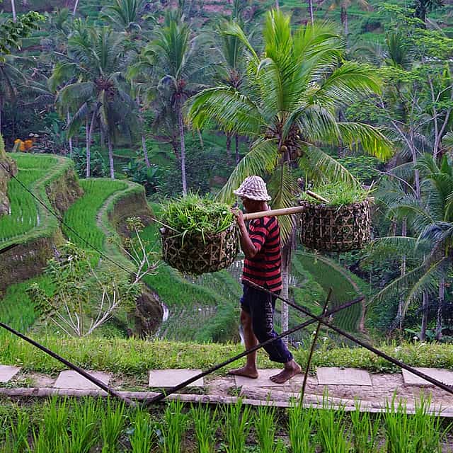 Full-day Ubud Sightseeing Tour