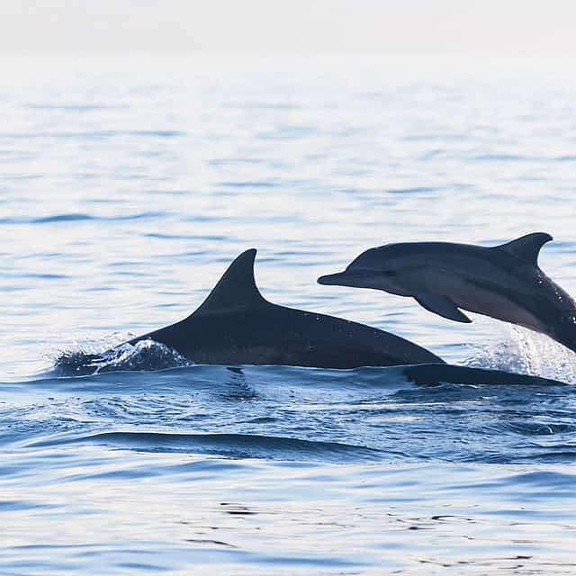 Bali Sunrise Dolphins
