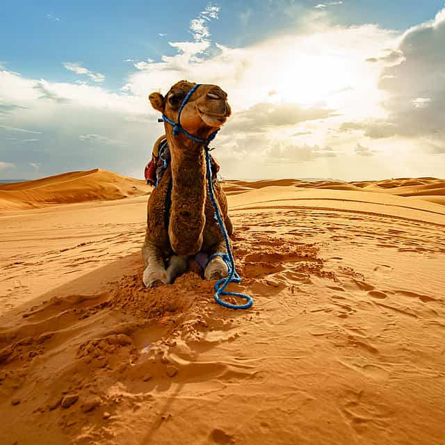 Safari nocturno por el desierto en autobús en Abu Dabi
