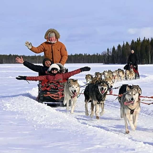 Husky Park and Musher-Driven safari 2 km, Levi