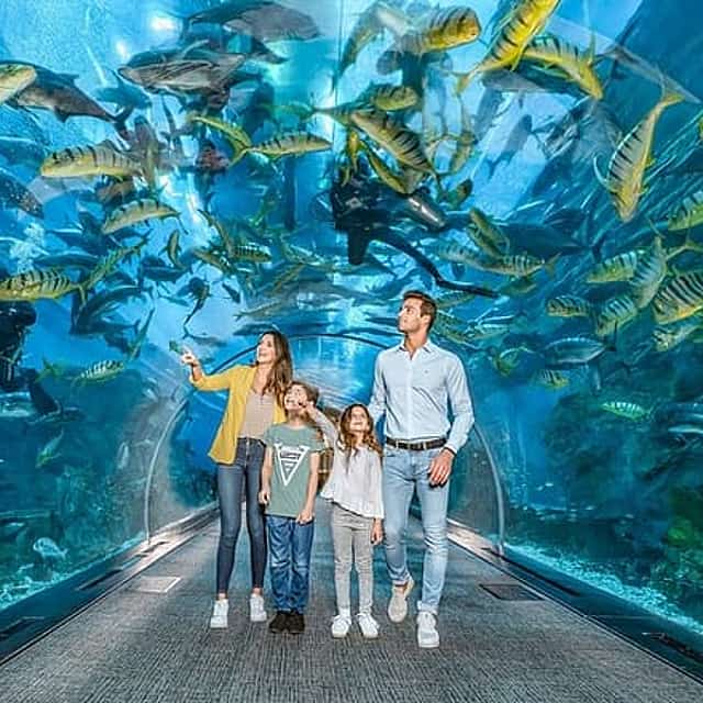 Dubai Aquarium and Underwater Zoo Tickets