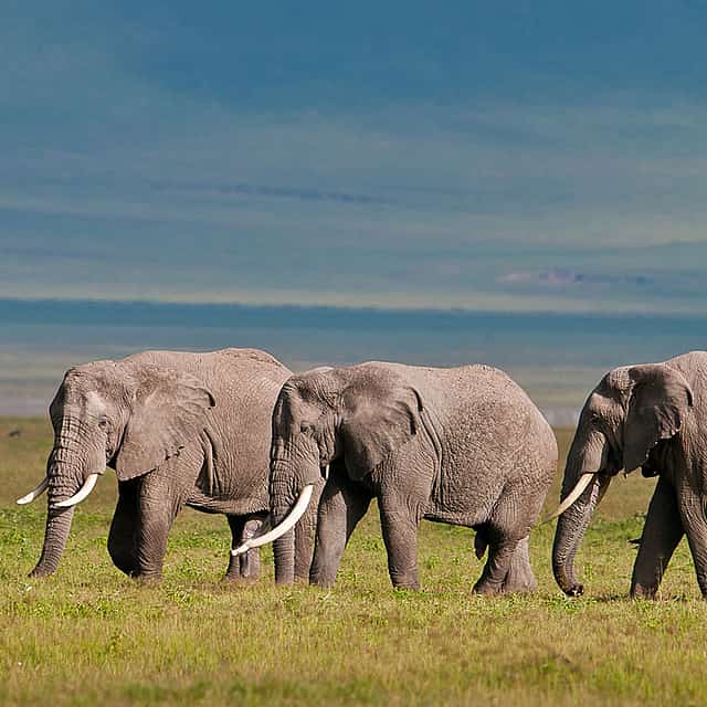 Full-day Ngorongoro Crater Tour from Arusha