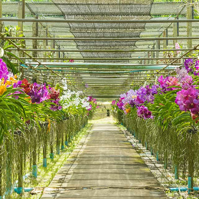 Farmlands of Singapore Private Tour
