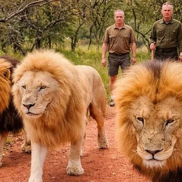 Walk With Lions From Johannesburg